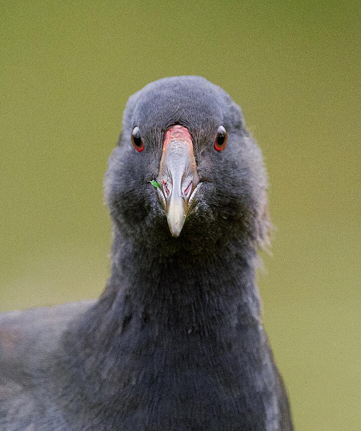 A young moorhen